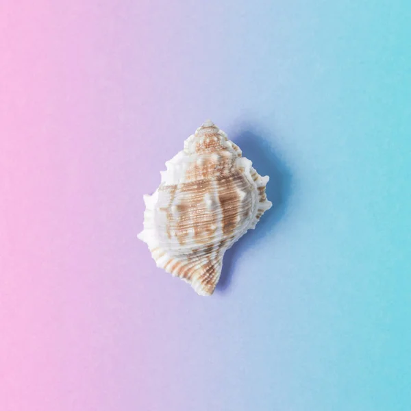 Composizione creativa con conchiglia su sfondo sfumato rosa pastello e blu. Concetto estate minima . — Foto Stock