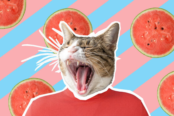 Кошка и арбуз коллаж, поп-арт концепция дизайна. Минимальный яркий летний фон
.