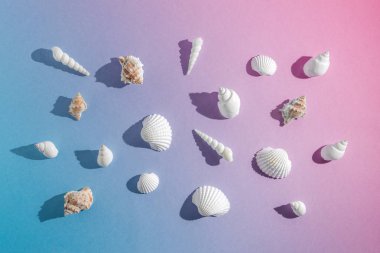 Degrade pastel pembe ve mavi arka plan üzerinde kabukları ile yaratıcı kompozisyon. Yaz en az kavramı.