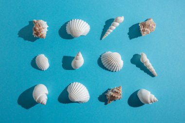 Pastel mavi zemin üzerine yaratıcı seashell desen. Yaz en az kavramı.