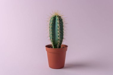 Pembe bir arka plan üzerinde bir tencerede küçük kaktüs. Yaratıcı en az yaz konsepti.