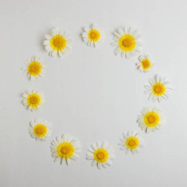 Beyaz arka plan üzerinde beyaz papatya çiçek Yaratıcı düzeni. Minimal bahar konsepti. Düz yatıyordu.