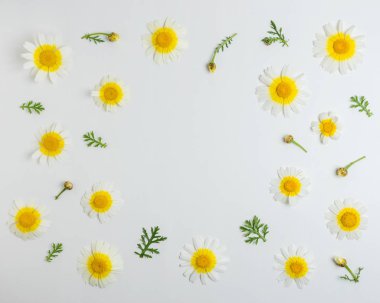 Beyaz arka plan üzerinde beyaz papatya çiçek Yaratıcı düzeni. Minimal bahar konsepti. Düz yatıyordu.