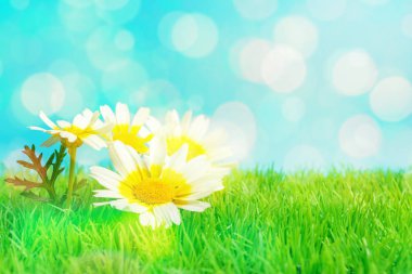 Yeşil çimlerde beyaz papatya çiçekleri. Bahar çiçeği konsepti. Düz yatıyordu.