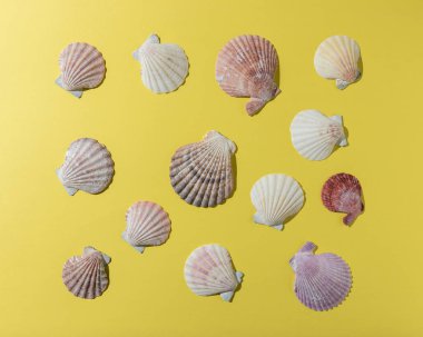 Parlak sarı arka planda yaratıcı deniz kabuğu deseni. Yaz minimal kavramı.
