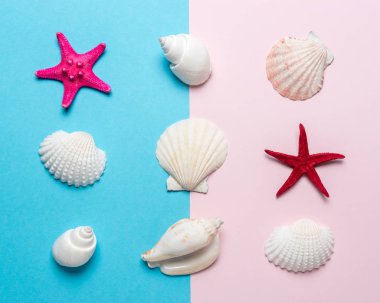 Parlak arka planda deniz kabukları ve kırmızı denizyıldızı ile yaratıcı kompozisyon. Yaz minimal kavramı.