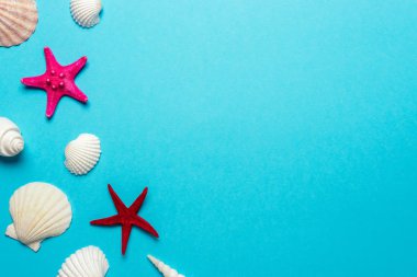 Mavi arka plan üzerine yaratıcı deniz kabukları kompozisyon. Yaz minimal kavramı.