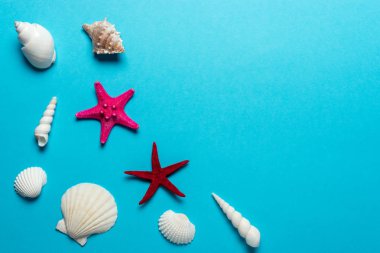 Mavi arka plan üzerine yaratıcı deniz kabukları kompozisyon. Yaz minimal kavramı.