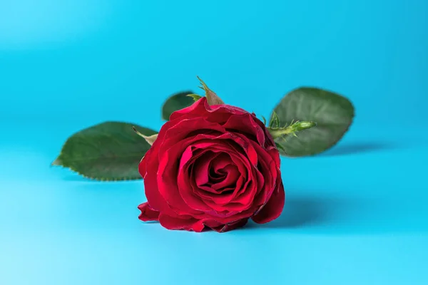 Red rose on bright blue background. Minimal nature concept. — Stock Photo, Image