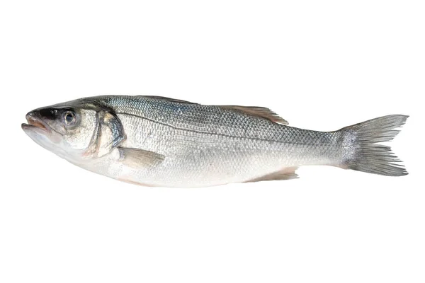 Färsk Havsabborre Fisk Isolerad Vit Bakgrund Livsmedelsidé — Stockfoto