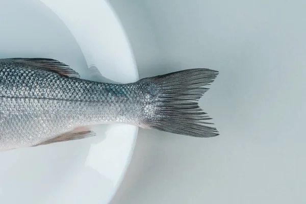 白い皿の上に新鮮な海草魚の尾 最小限の食品コンセプト — ストック写真