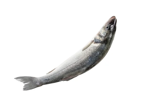 Raw Fresh Seabass Fish Isolated White Background Food Concept — Stock Photo, Image