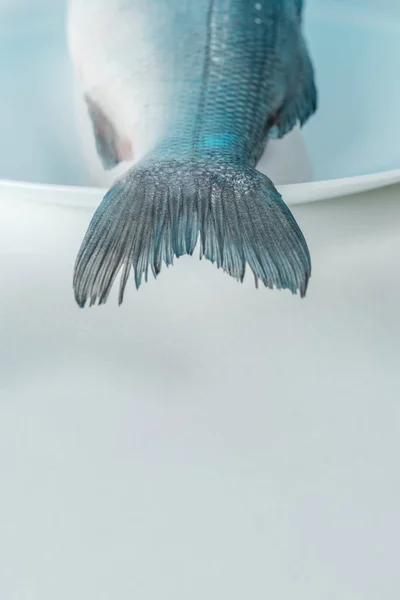 Ουρά Φρέσκων Θαλασσινών Ψαριών Λευκό Πιάτο Ελάχιστες Έννοιες Τροφίμων — Φωτογραφία Αρχείου