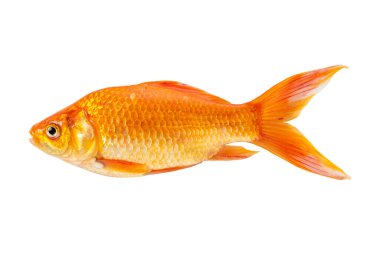 Gold fish isolated on a white background. clipart