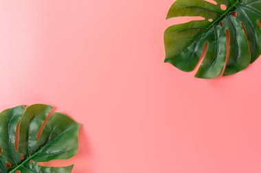 Pembe arka planda palmiye yaprakları. Yaratıcı asgari yaz kavramı.