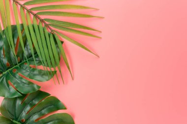 Pembe arka planda palmiye yaprakları. Yaratıcı asgari yaz kavramı.