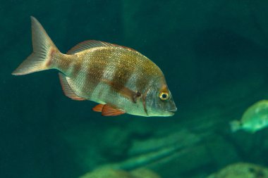 Deniz akvaryumunda farklı balıklar yüzüyor..