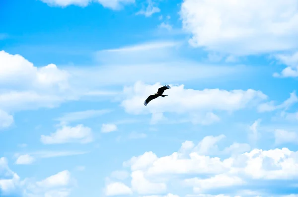 eagle bird in the sky