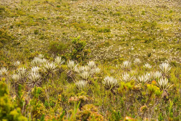 Bosque de Frailejones en un Paramo. Paramo Colombiano en chingaza cerca a la laguna de siecha