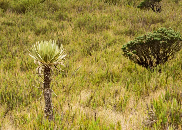 Antiguo y grande frailejn en un Paramo en un montaa de Kolombiya. Speletia grandiflora