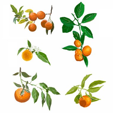 Portakal yaprağı dal ile