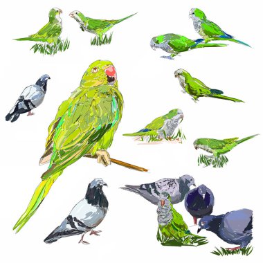 Papağan ve güvercinler Barcelona, İspanya