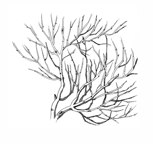 Чёрно Белая Ветвь Дерева — стоковое фото