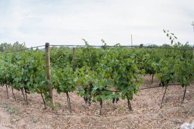 Demet küçük yerel üzüm bağı Üzümler vaktinden önce hasat için hazır siyah üzüm.