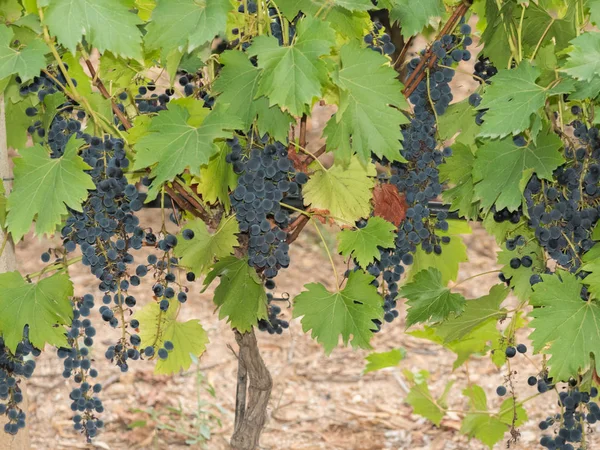 Pęczki Czarnych Winogron Małych Lokalnych Winnic Gotowe Zbioru Winogron — Zdjęcie stockowe
