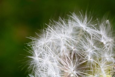 Kapat - yukarıya-in yeşil zemin üzerine bir karahindiba