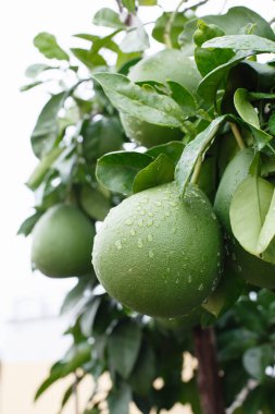 Sonra yağmur yeşil tik ağaçlar