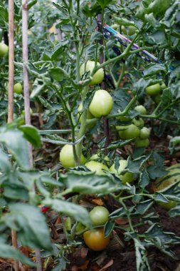 Yeşil domates tarlada büyüyen