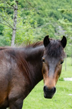 Yakın - up bir at başı