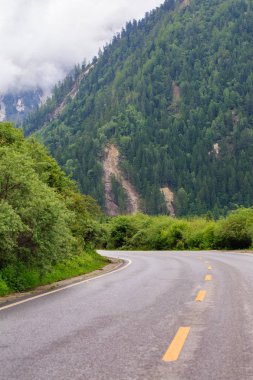 Orman Vadisi'nde bir yol