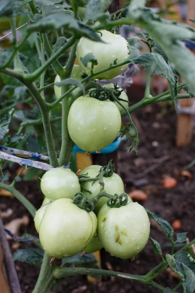 Yeşil domates tarlada büyüyen