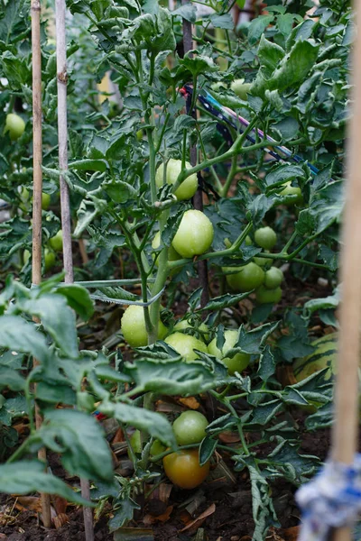 Gröna Tomater Växer Fält — Stockfoto