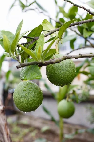 Sonra yağmur yeşil tik ağaçlar