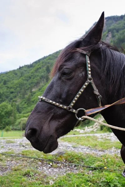 Yakın - up bir at başı