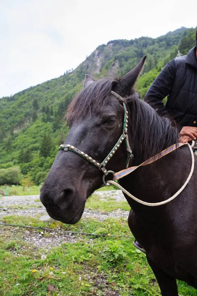 Gros Plan Sur Tête Cheval — Photo