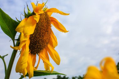 Kapat - yukarıya-in mavi gökyüzünün altında bir ayçiçeği