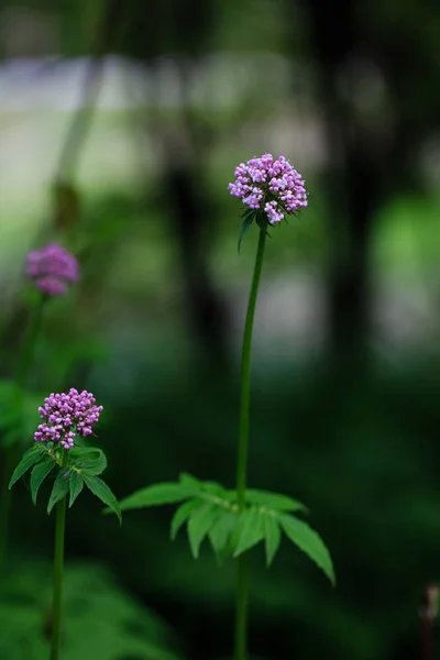 wild flower is blooming in the green earth.