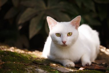 Bahçede beyaz bir kedi olduğunu.