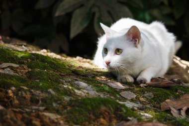 Bahçede beyaz bir kedi olduğunu.