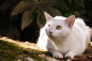 Bahçede beyaz bir kedi olduğunu.