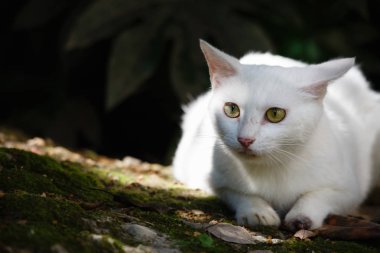 Bahçede beyaz bir kedi olduğunu.