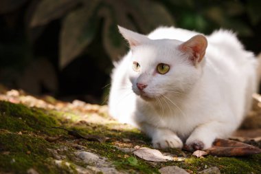 Bahçede beyaz bir kedi olduğunu.