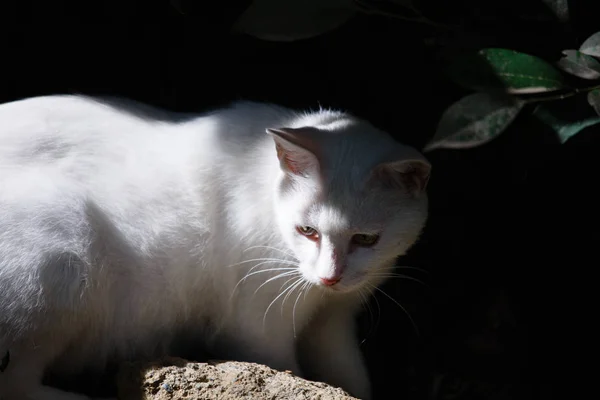 Een Witte Kat Tuin — Stockfoto