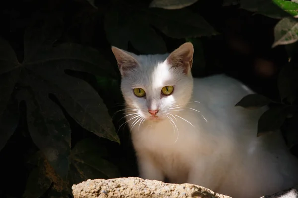 Eine Weiße Katze Ist Garten — Stockfoto