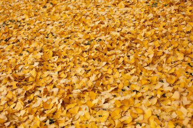 Yere altın gingko yaprağı ile kaplıdır