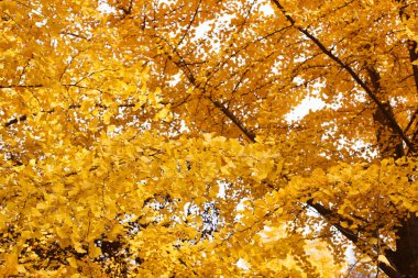 Altın ve yemyeşil ginkgo ağaçları